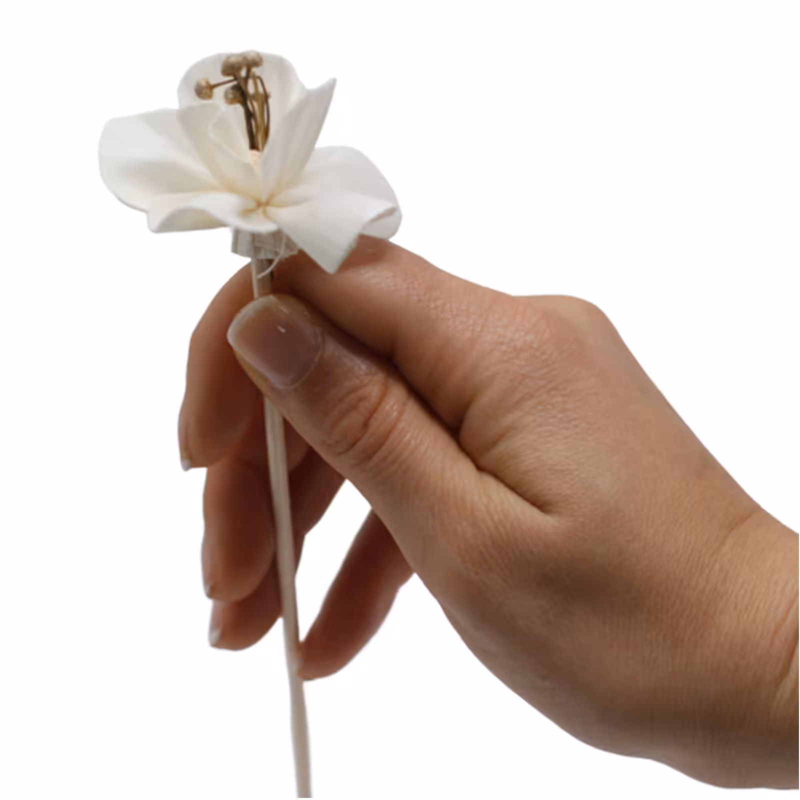 Natural Diffuser Flowers – Lily on Reed | www.artisan-gifts.co.uk 2 Natural Diffuser Flowers – Lily on Reed | www.artisan-gifts.co.uk 1