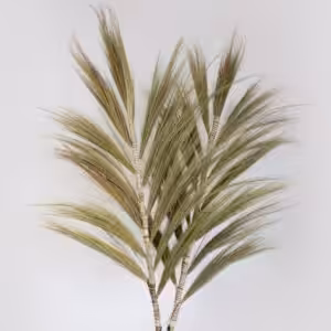 Rayung Grass Natural – 2m | www.artisan-gifts.co.uk 1