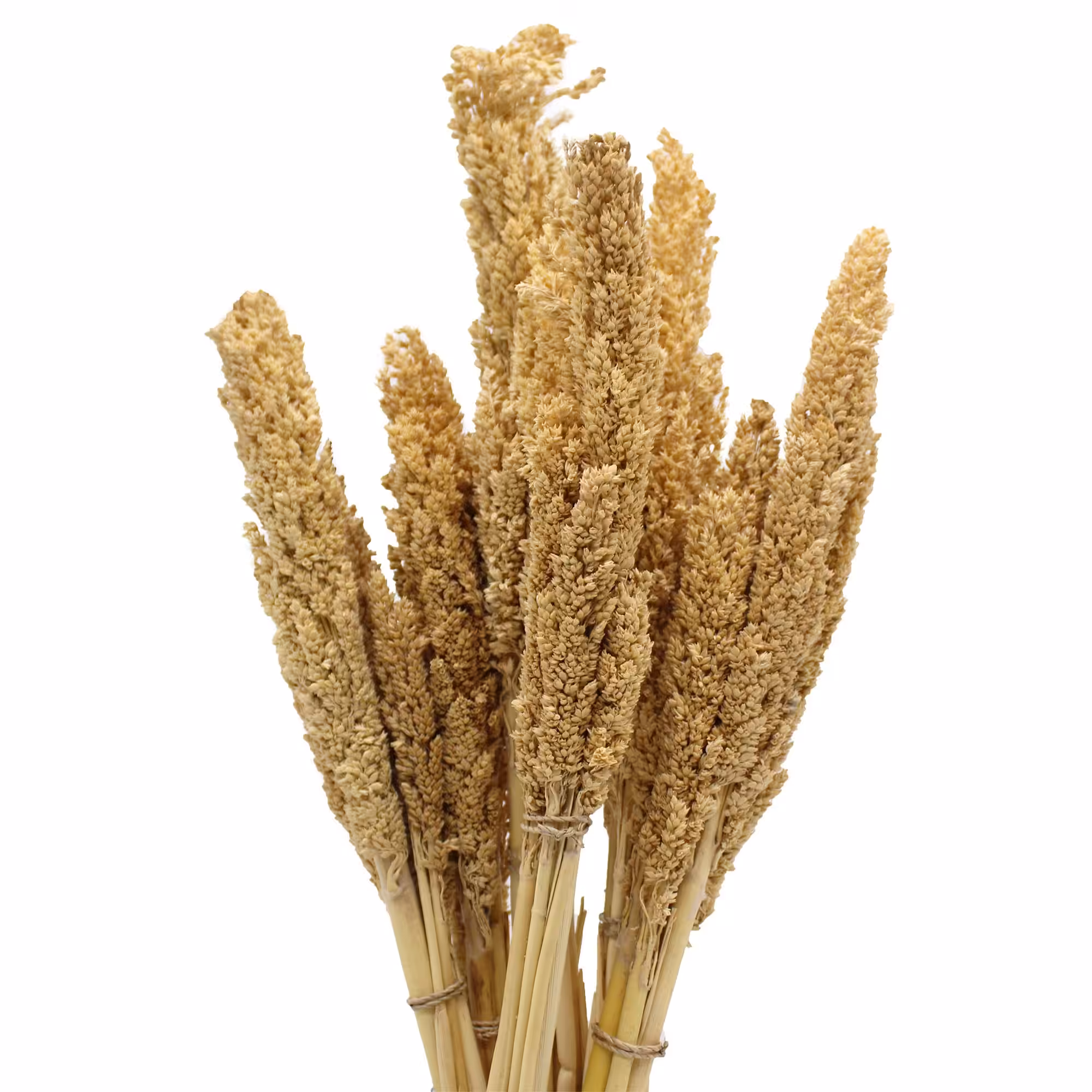 Cantal Grass Bunch – Natural | www.artisan-gifts.co.uk 7 Cantal Grass Bunch - Natural - Image 6