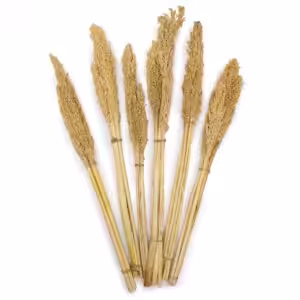 Cantal Grass Bunch - Natural