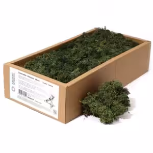 Decoration Reindeer Moss - Grass Green - (approx 500gm)