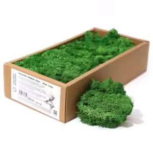 Decoration Reindeer Moss - Moss Green - (approx 500gm)
