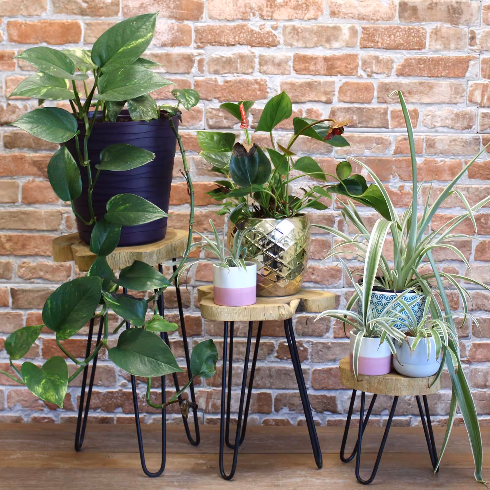 Set of 3 Gamal Wood Plant Stands – Natural | www.artisan-gifts.co.uk 3 Set of 3 Gamal Wood Plant Stands - Natural - Image 2