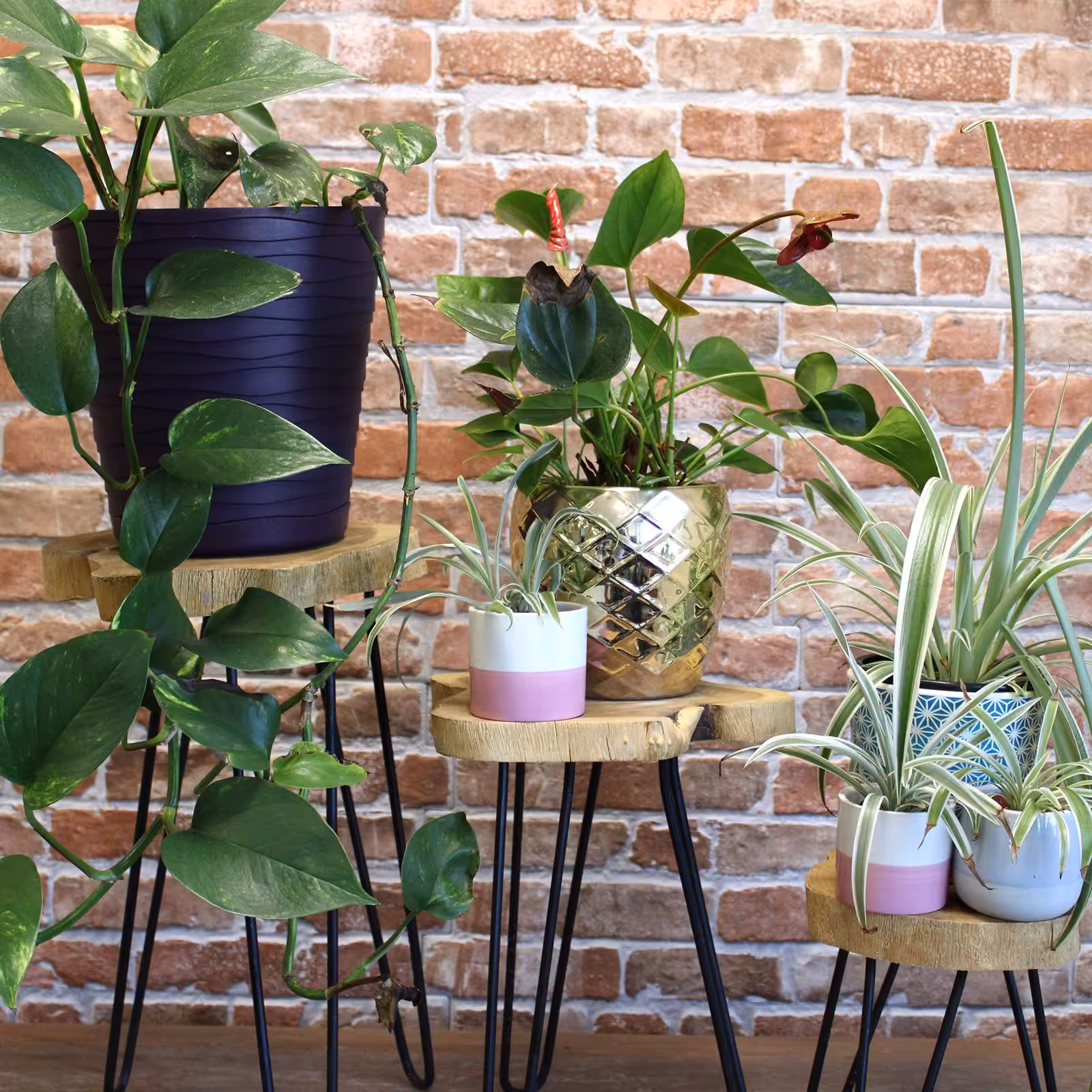 Set of 3 Gamal Wood Plant Stands – Natural | www.artisan-gifts.co.uk 7 Set of 3 Gamal Wood Plant Stands - Natural - Image 6