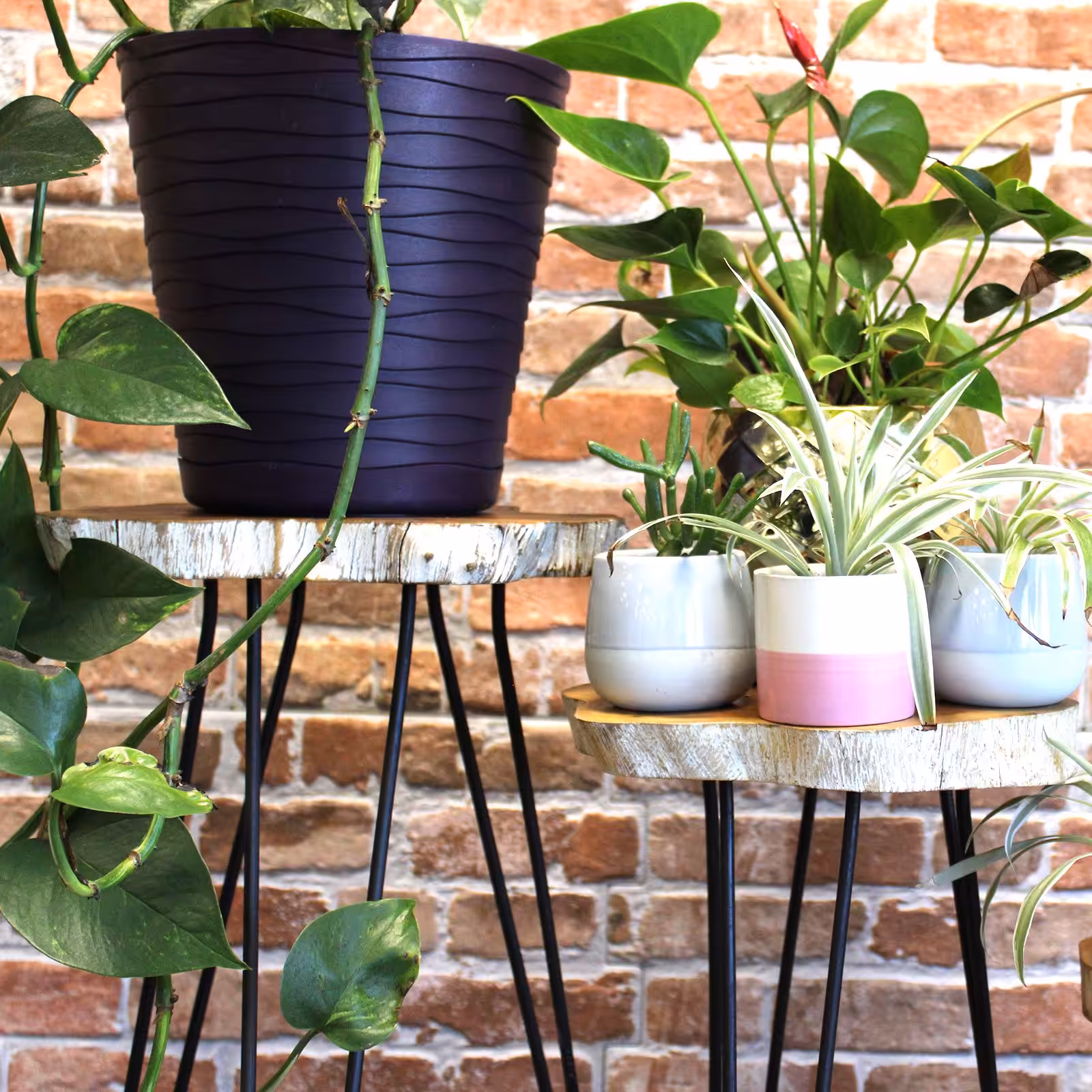 Set of 3 Gamal Wood Plant Stands – Whitewash | www.artisan-gifts.co.uk 6 Set of 3 Gamal Wood Plant Stands - Whitewash - Image 5